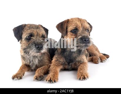 Border terrier davanti a uno sfondo bianco Foto Stock