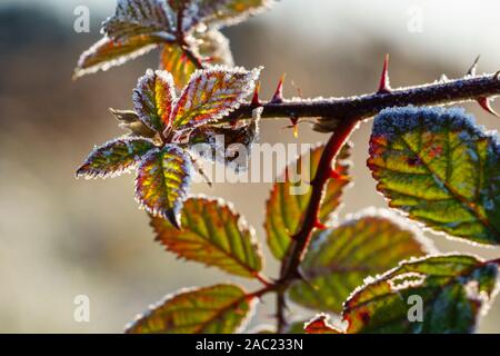 Blackberry su foglie di fico d'india ramoscello ricoperta di cristalli di ghiaccio di brina brillare in colori vibranti. Concetto di stagione invernale, freddo o il clima Foto Stock