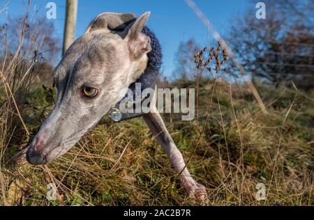 Il whippet indossando un collo più calda. Foto Stock