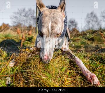 Il whippet indossando un collo più calda. Foto Stock