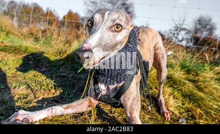 Il whippet indossando un collo più calda. Foto Stock