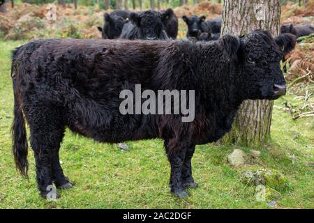 Un distintivo con rivestimento nero Galloway mucca in un bosco di pennini vicino Ennerdale acqua, Inghilterra, Regno Unito. Foto Stock