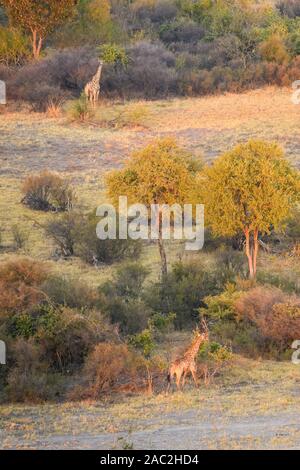 Veduta aerea della giraffa meridionale, giraffa, vista da un giro in mongolfiera, Bushman Plains, Delta di Okavanago, Botswana Foto Stock