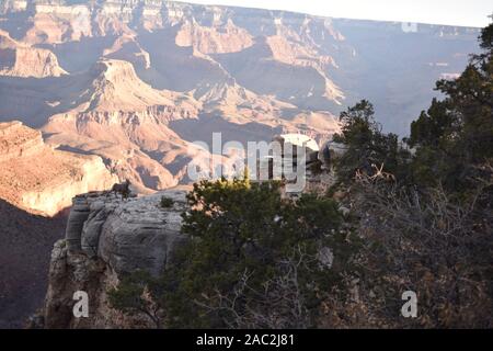 Parco Nazionale del Grand Canyon, AZ., U.S.A. Nov. 5, 2019. Bighorn (Ovis canadensis) pecora residente sull'Orlo Sud del Grand Canyon nei pressi di El Tovar Foto Stock