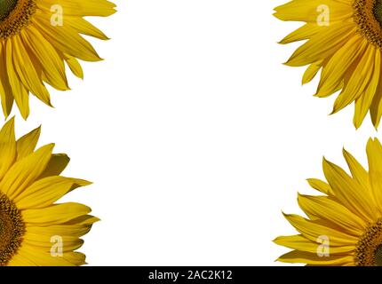 Parte di girasoli, isolati sulla superficie bianca. Foto Stock