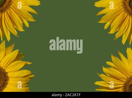 Parte di girasoli, isolati sulla superficie verde. Foto Stock