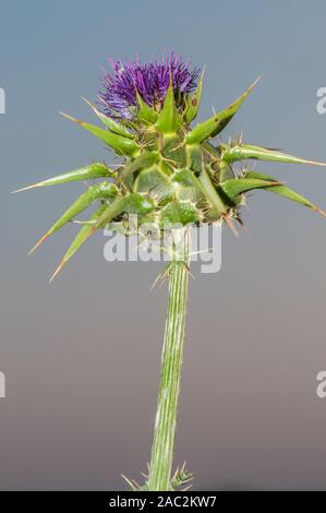 Cardo mariano, Maria thistle, Mediterraneo cardo, Silybum marianum, Catalogna, Spagna Foto Stock
