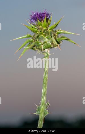 Cardo mariano, Maria thistle, Mediterraneo cardo, Silybum marianum, Catalogna, Spagna Foto Stock