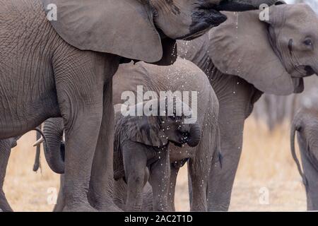Una mandria di elefanti raccogliere gli Elefanti Elefante africano