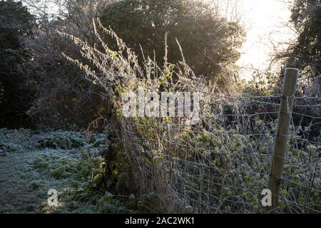 Inverno mattina, Fiume Stort, smerigliato erbacce Foto Stock