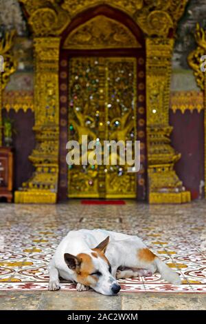 Cane dorme davanti alla porta dorata del tempio Wat Pa Phai, Luang Prabang, Laos Foto Stock