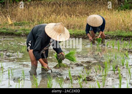 Coltivatori di riso che piantano risone semina a mano, coltivazione tradizionale del riso, farina di riso Living Land Company, Ban Phong Van vicino Luang Prabang, Laos Foto Stock