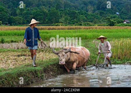 Due agricoltori arando un appezzamento di riso con un bufalo d'acqua, Rice Farm Land vivente Company, Ban Phong Van vicino a Luang Prabang, Laos Foto Stock