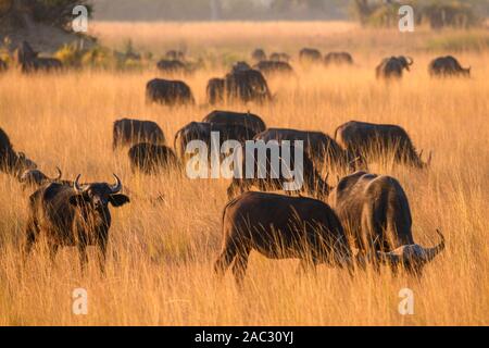 Mandria di bufali africani o di bufali del Capo, di Caffer di Syncerus, delle pianure del Bushman, del delta di Okavanago, del Botswana Foto Stock