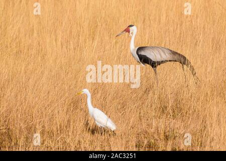 Egret e Wattled gru, Bugeranus carunculatus o Grus carunculata, Bushman Plains, Delta di Okavanago, Botswana Foto Stock