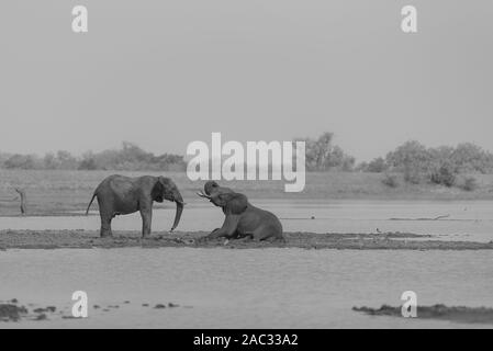 Elefante africano Foto Stock