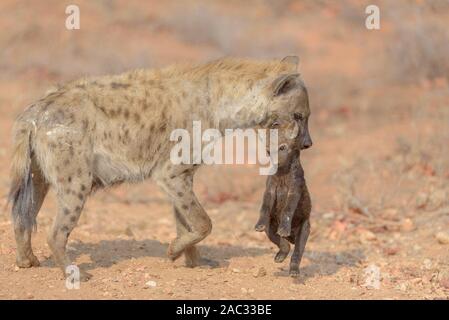 La iena ritratto nel deserto, iena cub, best iena Foto Stock