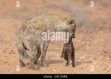 La iena ritratto nel deserto, iena cub, best iena Foto Stock