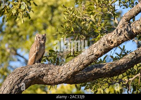 Verreaux's Eagle-Owl, Bubo lacteus, Delta dell'Okavango, Botswana. Conosciuto anche come Milky Eagle Owl o Giant Eagle Owl Foto Stock