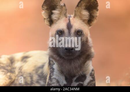 Selvatico Africano, cane lupo dipinto ritratto Foto Stock