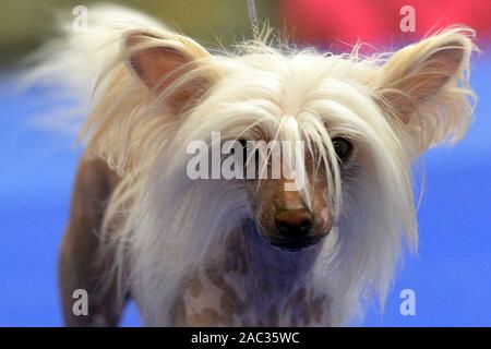 Praga, Repubblica Ceca. 30 Novembre, 2019. Più di 1200 cani provenienti da dieci paesi sono valutati durante la due giorni di Praga Expo dog show e la concorrenza. Intorno al 1200 i cani da 200 diverse razze competere a Praga per essere giudicato da giudici internazionali. Credito: Slavek Ruta/ZUMA filo/Alamy Live News Foto Stock