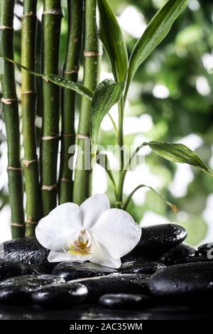 Grean foglie di bambù e white orchid flower su nero pietre zen sulle foglie tropicali sfondo Foto Stock