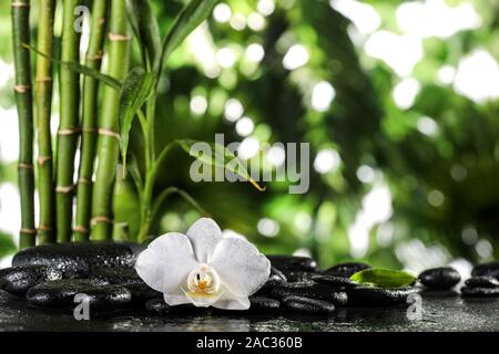 Grean foglie di bambù e white orchid flower su nero pietre zen sulle foglie tropicali sfondo Foto Stock