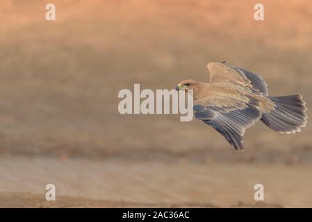 Bruno flying eagle Foto Stock