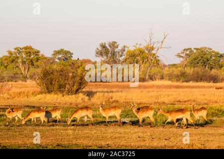 Femmina Red Lechwe, Kobus Leche, Khwai Private Reserve, Okavango Delta, Botswana. Conosciuto anche come Southern Lechwe Foto Stock