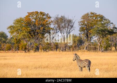 Zebra di Burchell, Equus quagga Burchellii, Delta di Okavango, Botswana. Conosciuto anche come pianure o ZEBRA comune Foto Stock