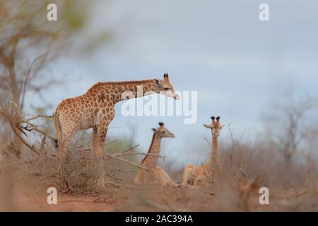 La giraffa, giraffe claf best giraffe Foto Stock