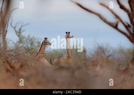 La giraffa, giraffe claf best giraffe Foto Stock