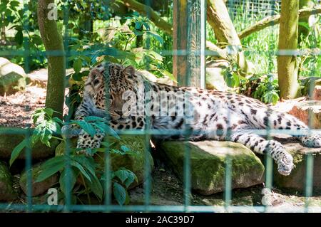 Un Amur Leopard con allocco maculato nero pelliccia, piccole orecchie e grandi zampe reclinabile graziosamente su un letto di rocce di grandi dimensioni in mezzo e mezzo fuori del sole Foto Stock