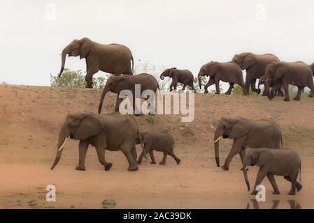 Elefante africano Foto Stock