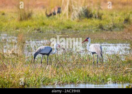 Coppia di gru Wattled, Bugeranus carunculatus o Grus carunculata, Khwai Private Reserve, Okavango Delta, Botswana Foto Stock