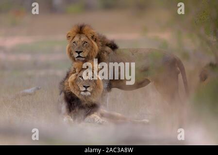 Leone maschio coalizione maschio nomade lion fratelli Foto Stock