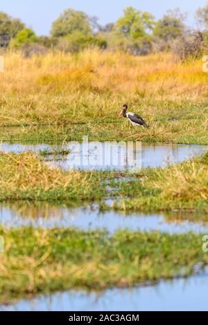 Stork, Ephippiorhynchus Senegalensis, Khwai Private Reserve, Okavango Delta, Botswana Foto Stock