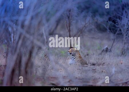 Ritratto di Leopard africana di Leopard Foto Stock