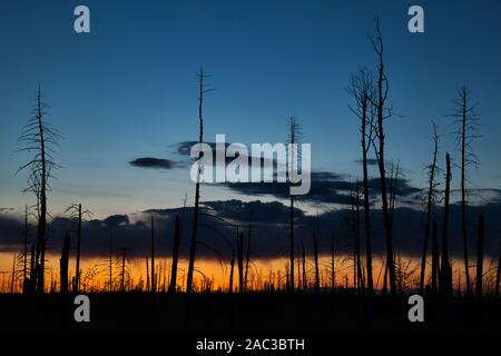 Stagliano alberi contro una serata colorata mattina al tramonto Foto Stock
