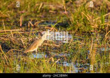 Squacco Heron, Ardeola Ralloides, Riserva Privata Khwai, Delta Dell'Okavango, Botswana Foto Stock