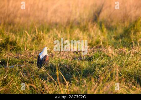 Aquila Di Pesce Africano, Sociale Di Haliaeetus, Riserva Privata Di Khwai, Delta Di Okavango, Botswana Foto Stock