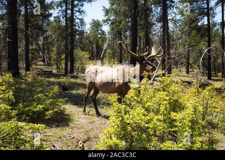 Elk (Cervus elaphus) nel bosco durante la giornata di sole Foto Stock