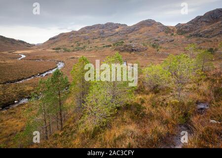 Uno schema di ri-foresta una zona con native della foresta di pini vicino a Gairloch, Scotland, Regno Unito. Foto Stock