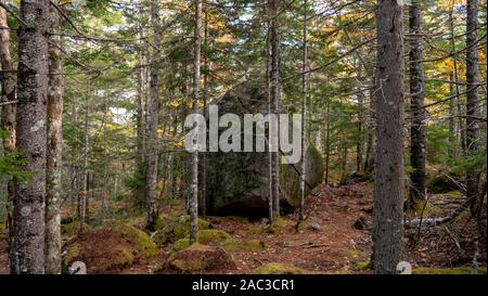 Grande pietra intrappolata tra gli alberi del bosco - splendide north-american autunno Foto Stock