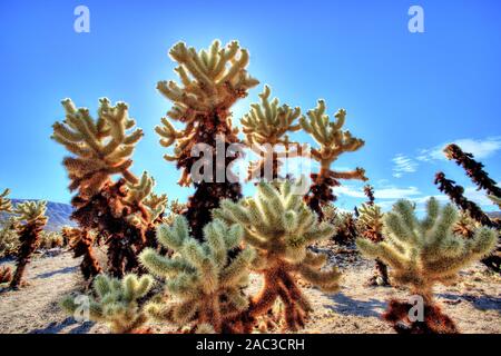 Parole chiave: Giosuè, albero, nazionale, parco, cholla, cactus, giardino, california, deserto, Stati Uniti d'America, paesaggio, natura, mojave, impianti, america, deserto, natura Foto Stock