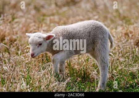 Piccolo agnello in erba marrone Foto Stock