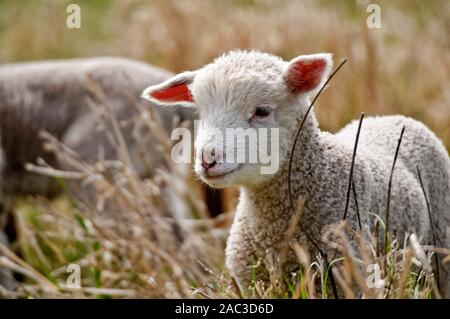 Piccolo agnello in erba marrone Foto Stock