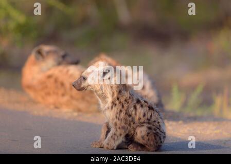 La iena ritratto nel deserto, iena cub, best iena Foto Stock