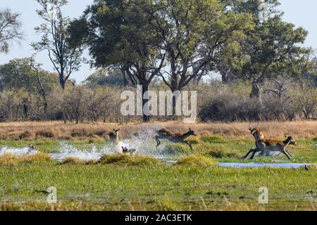 Red Lechwe, Kobus leche, correre e saltando attraverso l'acqua, Khwai Riserva privata, Okavango Delta, Botswana. Conosciuto anche come Southern Lechwe Foto Stock
