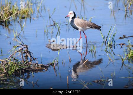 Long-Toed Lapwing, Vanellus Craestris, Khwai Private Reserve, Okavango Delta, Botswana Foto Stock